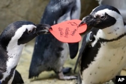 African penguins compete for a heart shaped valentine handed out by aquarium biologist Piper Dwight at the California Academy of Sciences in San Francisco, Tuesday, Feb. 12, 2019.