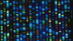 Quiz - Scientists Release New Accounting of Human Genome