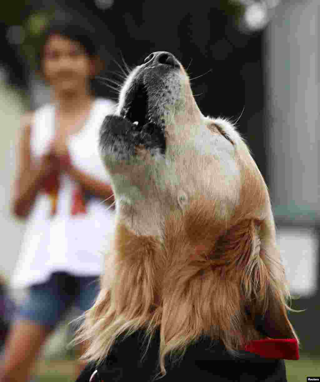 Charlie, a golden retriever with the world loudest bark, according to Guinness World Records, barks at the Royal Easter Show in Sydney, Australia. Charlie owns the Guinness World Record for the loudest bark, registering at 113.1 decibels. 