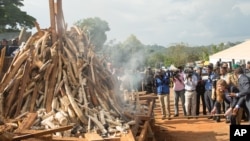 Pemerintah Kamerun membakar sekitar 2.000 gading gajah hasil sitaan, dihadiri oleh Dubes AS untuk PBB, Samantha Power, di Yaounde 19 April lalu (foto: dok).