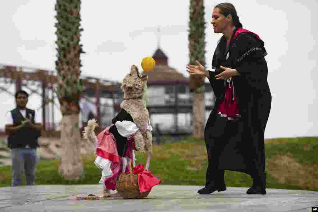 Malefica and her owner, Marisol Penafiel, participate in a halloween pet show in Callao, Peru.