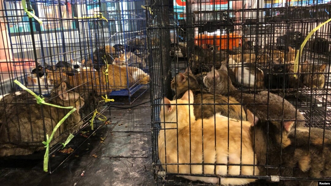 Kucing-kucing yang diselamatkan dari sebuah rumah di Bangkok, Thailand (foto: dok). 