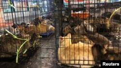 Kucing-kucing yang diselamatkan dari sebuah rumah di Bangkok, Thailand (foto: dok). 
