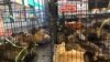 Thai Police Confiscate High-Priced House Cats in Drug Raid 
