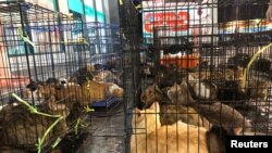 FILE - Cats are seen after being rescued from abandoned houses in Bangkok, Thailand, Feb. 25, 2021. Narcotics police confiscated six cats in Thailand's Rayong province on March 15, 2021, that they believe were being used to launder money. 