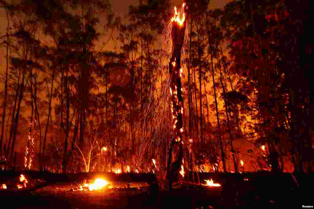 Api berkobar akibat kebakaran besar yang melanda Hutan Nasional Brasilia di Brasilia, Brazil.&nbsp; (Reuters)&nbsp;