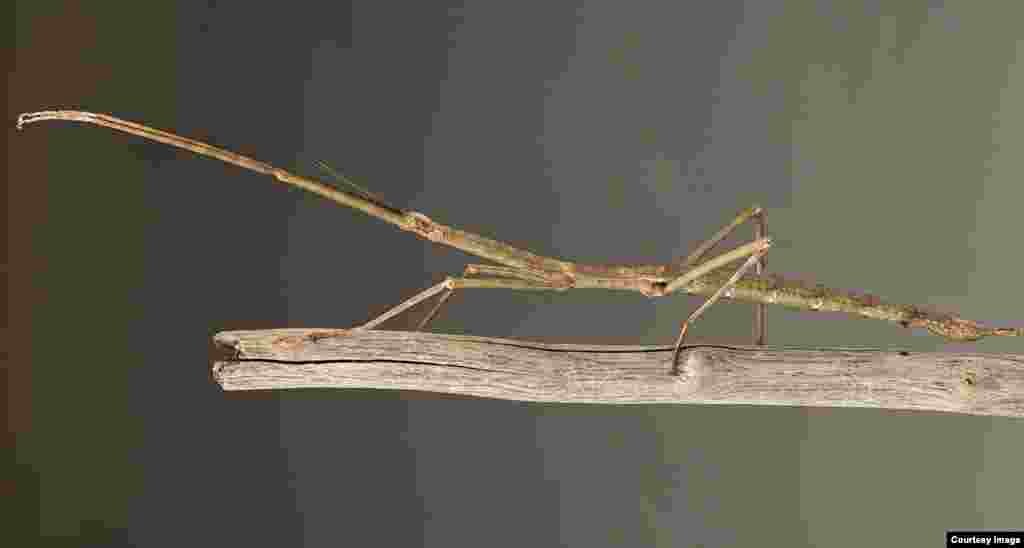 While the giant walking stick Phryganistria tamdaoensis is common in Tam Dao, Vietnam, the 23-centimeter long insect somehow escaped entomologists&rsquo; notice until now. (Jonathan Brecko)