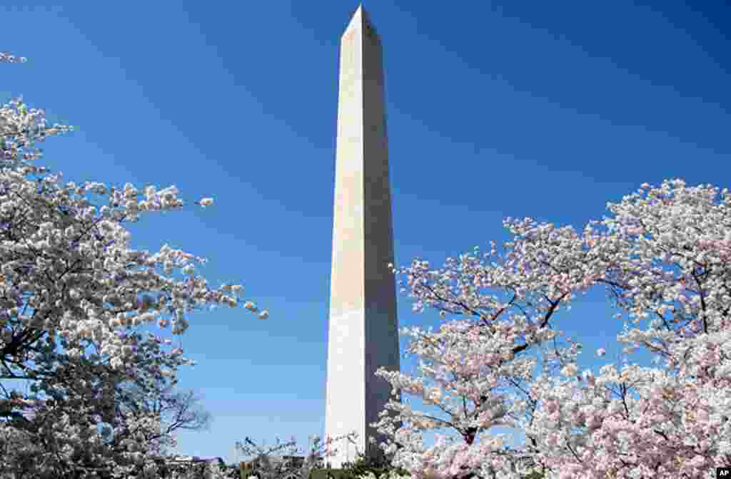 [워싱턴 D.C. 벚꽃 축제] 워싱턴의 봄