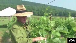 Sebastien Marquet memeriksa tanaman anggur di pertanian Doukenie ,Purcellville, Virginia. (09/06)