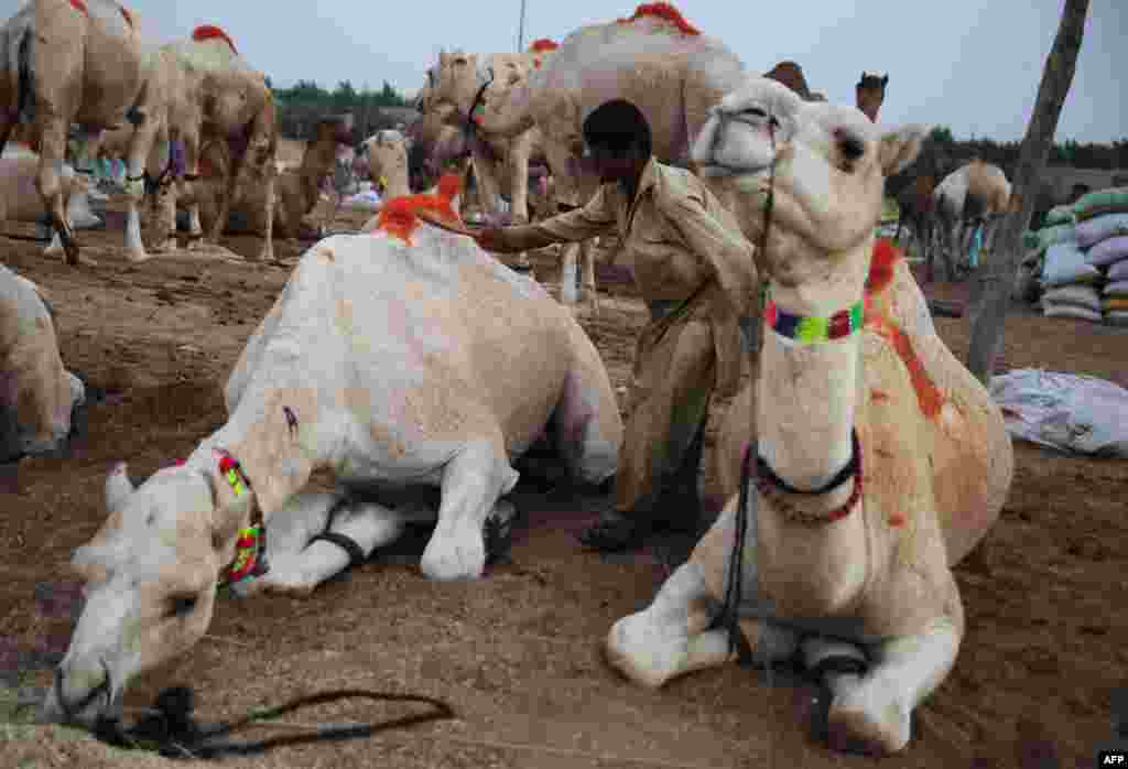 A Pakistani livestock trader brushes his camels at an animal market ahead of the Muslim festival Eid al-Adha in Karachi.