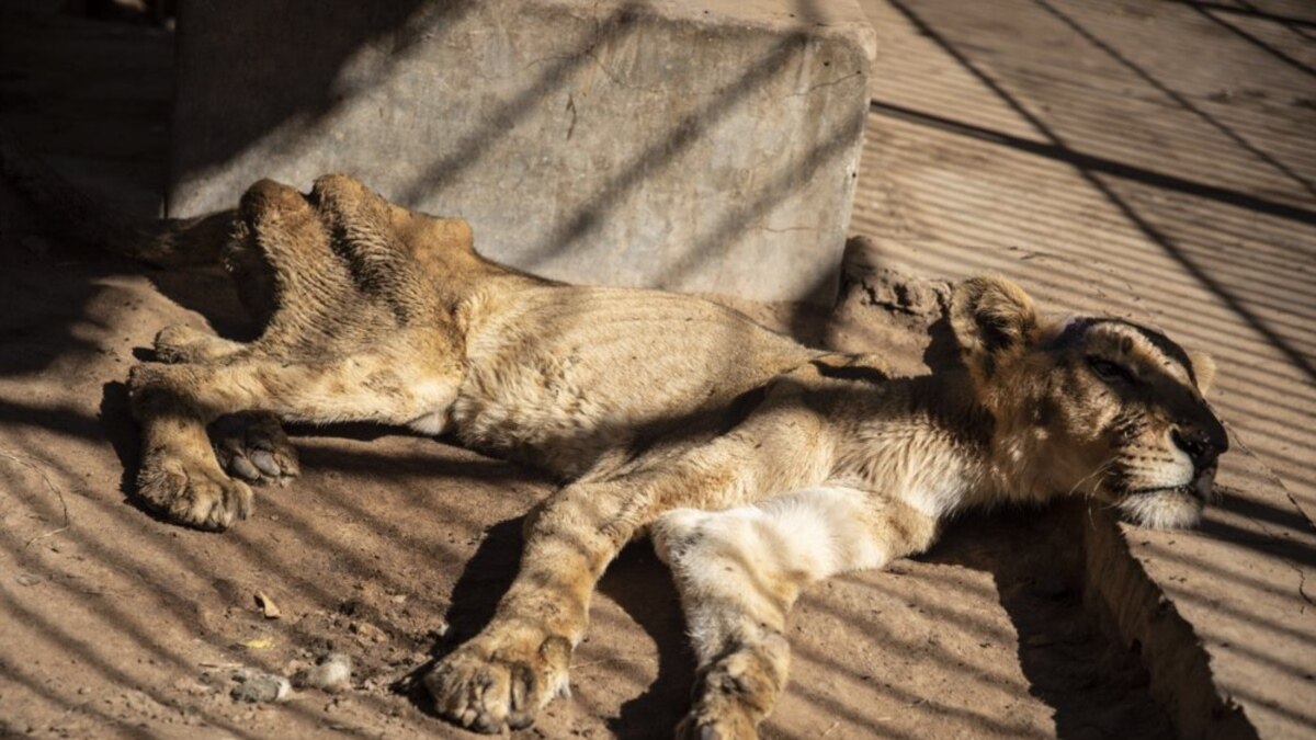 Sudan Shoots Escaping Lions