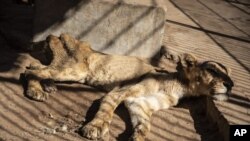 FILE: A lion in captivity in Sudan. Taken January 22, 2020