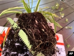 An overgrown spider plant was divided with a small garden saw.  (Jessica Damiano via AP)