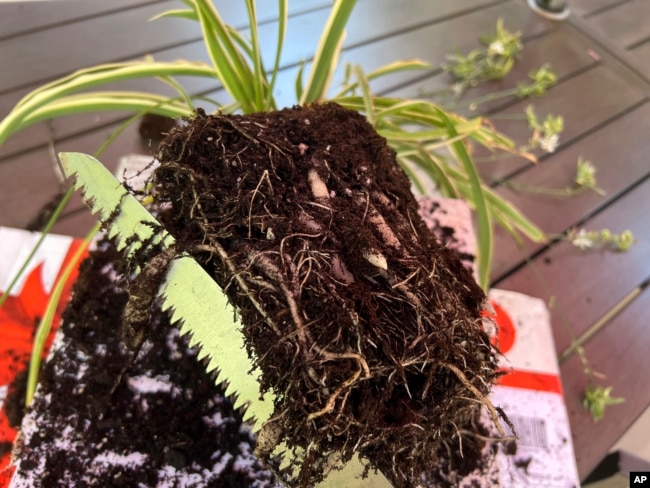 An overgrown spider plant has been divided using a small gardening saw. (Jessica Damiano via AP)