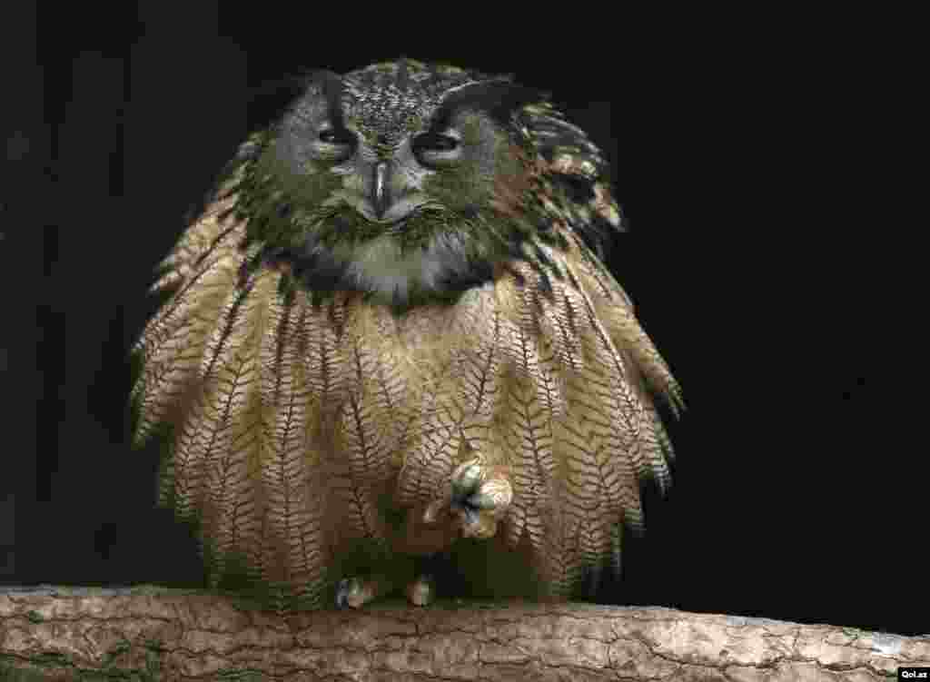 An eagle owl fluffs out its feathers as it sits on one foot on a branch in its enclosure at the Grugapark in Essen, Germany.