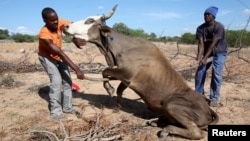 FILE - Zimbabwean men attempt to get a malnourished cow on its feet in rural Masvingo, Jan. 21, 2016. 