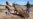 Drought-hit Zimbabwe Sells Off Wild Animals