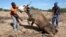 FILE - Zimbabwean men attempt to get a malnourished cow on its feet  in rural Masvingo, Jan. 21, 2016. 