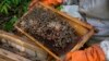 Bolivian Bees Under Threat from Coca Pesticides