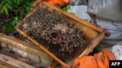 Nancy Carlo Estrada works with her bees outside of Coroico, Bolivia, Dec. 20, 2018. 