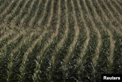 FILE - A cornfield is seen in DeWitt, Iowa, July 12, 2012.