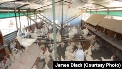 Inside one of New Harmony's noisy hen houses, where chickens are treated as humanely as possible