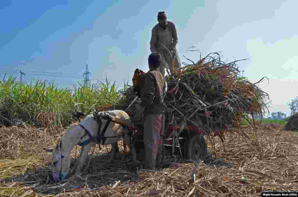 لوگوں کی اکثریت اب بھی دیہی علاقوں میں آباد ہے۔