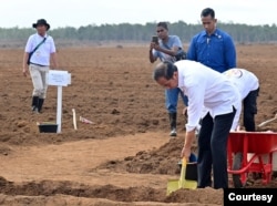 Presiden Joko Widodo menanam tebu perdana di Merauke, Papua Selatan pada 23 Juli 2024. (Foto: dok Setpres)