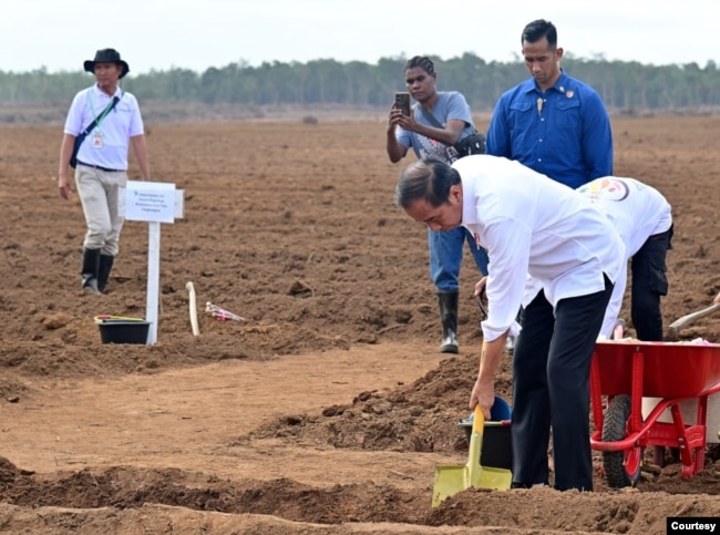 Presiden Joko Widodo menanam tebu perdana di Merauke, Papua Selatan pada 23 Juli 2024. (Foto: dok Setpres)