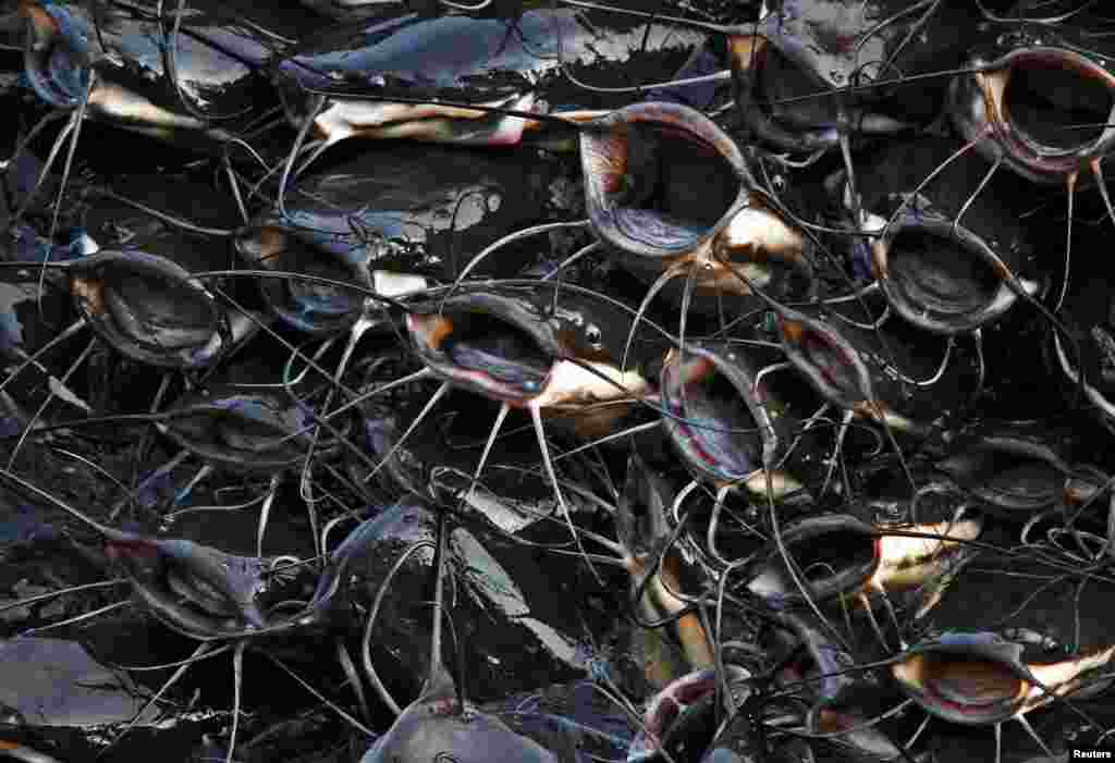 Catfish gather in the corner of the Gundalao Lake as they wait to be fed by passersby in Kishangarh, Rajasthan, India.