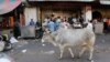 Indian Police: Mob Kills Muslim Man Transporting Cow