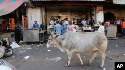 A cow walks in front of Tundey Kababi, a 105-year-old kabab institution in Lucknow, India, March 31, 2017. 