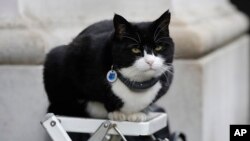 ARCHIVO - Palmerston, el gato del Ministerio de Relaciones Exteriores de Gran Bretaña, se sienta en la escalera de un fotógrafo de la prensa en Downing Street, en Londres, el 12 de febrero de 2019. AP