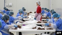FILE - Female workers sort through anchovies for packaging at a fish factory in the city of Durres, Albania, March 28, 2020.