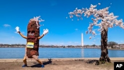 Stumpy, la mascota, baila cerca de 'Stumpy', el cerezo en la cuenca Tidal en Washington, el martes 19 de marzo de 2024. El árbol debilitado está experimentando su último pico de floración antes de ser retirado para un proyecto de renovación.