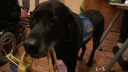 Service Dogs to Walk in Inaugural Parade