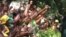 Zanu PF fielded candidates in all constituencies.