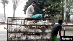 FILE - A Bangladeshi vendor carries chickens on a rickshaw to a market in Dhaka, March 29, 2007. The United Nations is educating farmers on the growing resistance of deadly diseases to antimicrobial drugs such as antibiotics.