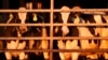 FILE - Dairy cows stand together at a farm on April 1, 2024, in Clinton, Maine. The USDA said on May 24, 2024, that particles of bird flu virus were detected in a dairy cow sent to slaughter at a U.S. meat processing plant.