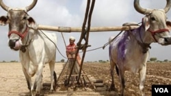 가물어 마른 인도 농경지. (자료사진)