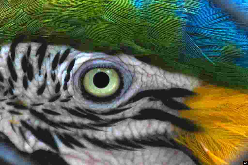 An Arara parrot sits in an aviary at the city zoo in Rio de Janeiro, Brazil, April 20, 2014.