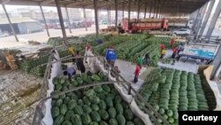 တ႐ုတ္ႏုိင္ငံသုိ႔ တင္ပို႔ရန္ ျပင္ဆင္ထားသည့္ ဖရဲသီးမ်ား။ (ဓာတ္ပုံ - Sai Khin Maung)