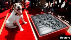 Uggie fue el primer perrito en dejar sus huellas impresas sobre la acera del Teatro Chino en Hollywood. 