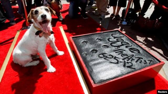 Uggie fue el primer perrito en dejar sus huellas impresas sobre la acera del Teatro Chino en Hollywood.