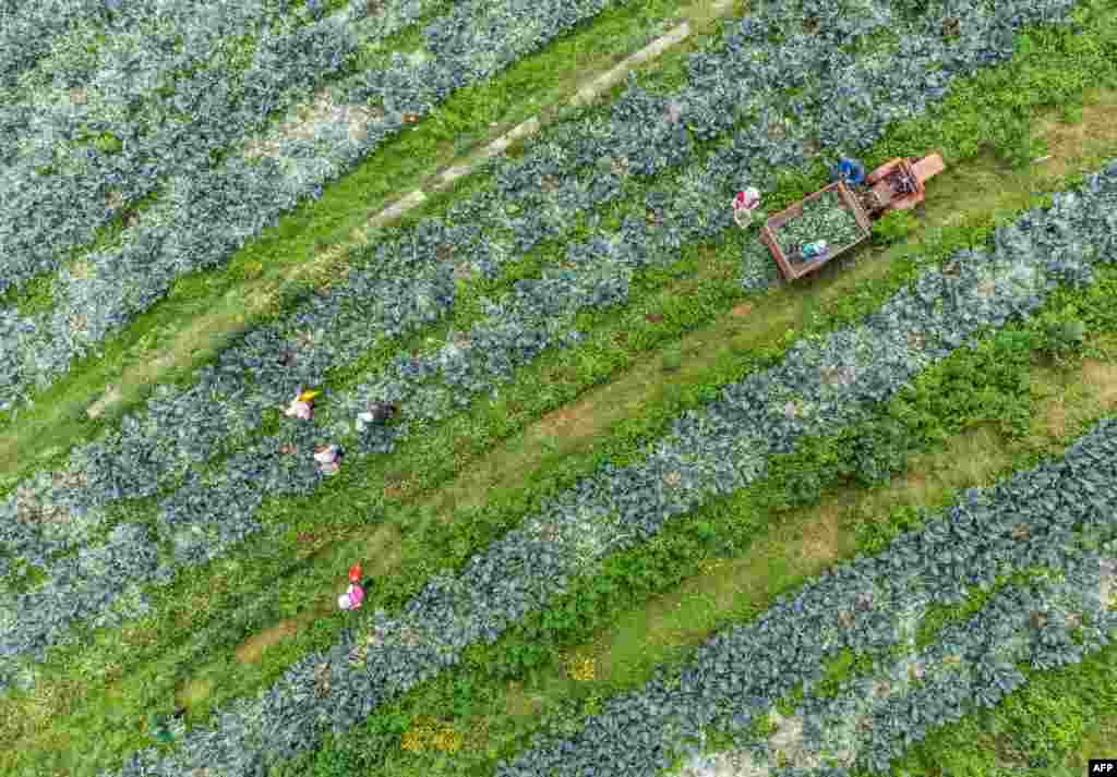 Farmers harvest broccoli at a field in Bijie in China&#39;s southwestern Guizhou province.
