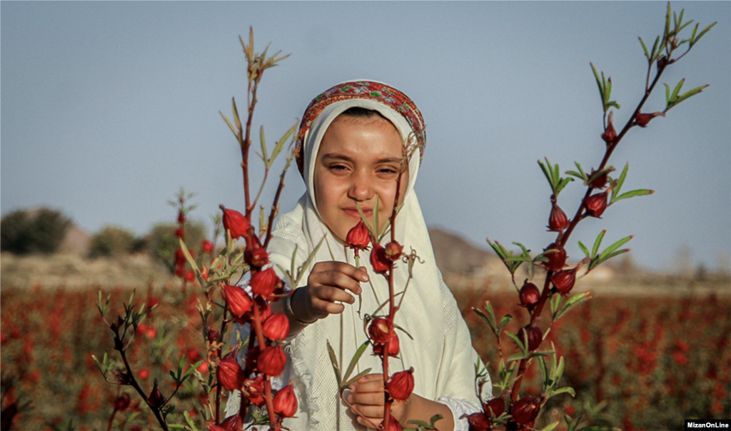 مزرعه چای ترش - گناباد عکس: محسن رحیمی 