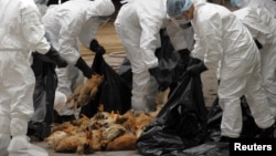 Health workers killed 17,000 chickens at a poultry market in Hong Kong in December after officials said a dead chicken tested positive for the deadly H5N1 avian influenza virus