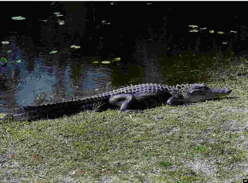 FILE - An alligator snoozes on a sunny bank of the Okefenokee Swamp near Fargo, Ga.