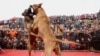 血腥 暴力 金钱：隐蔽在中国乡间的残酷斗狗 