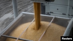 Завантаження кукурудзи на Хмельниччині, 19 квітня 2023. REUTERS/Gleb Garanich
